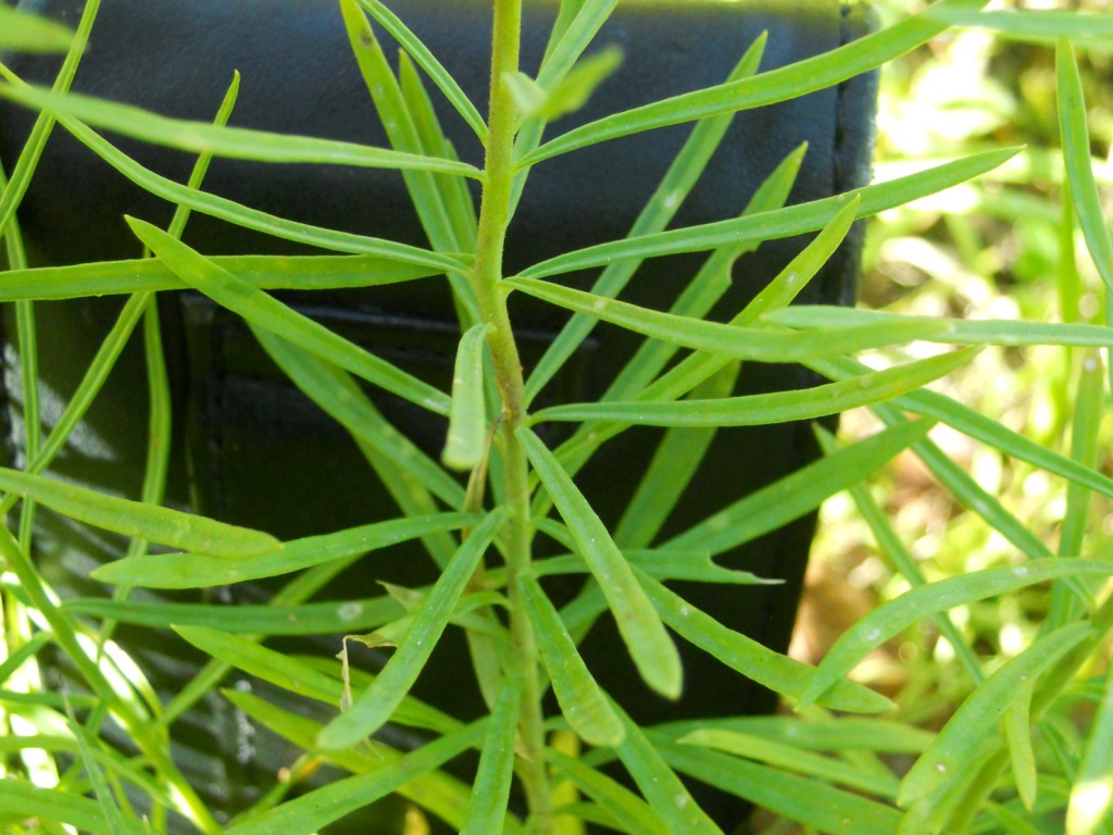 Linaria vulgaris